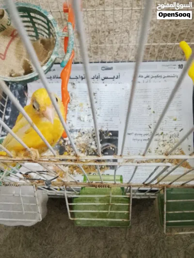 طيره كنار للبيع 4