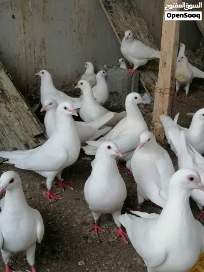 حمام لآحم الفرنسي للبيع تابع الوصف مهم 3