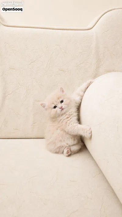 Limited Offer on Kittens 2