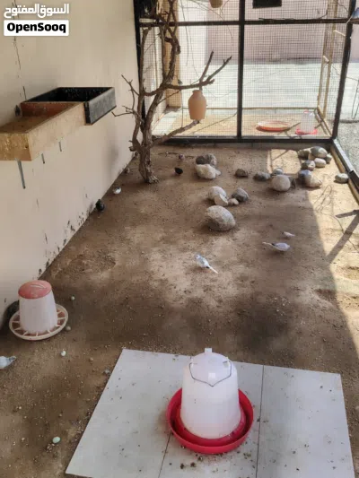 زوج روز ويتوفر سمان صيني 4