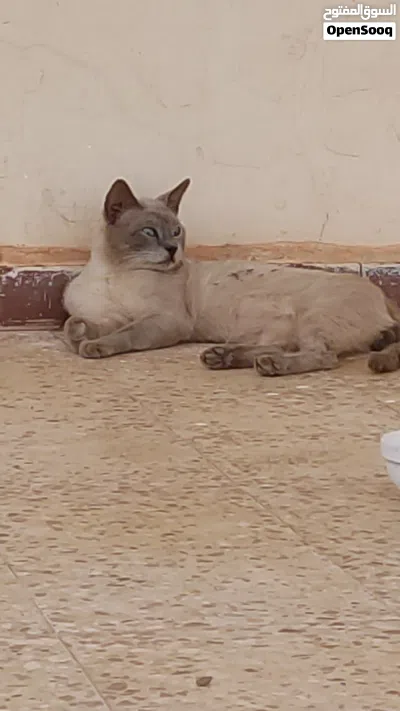 قط سيامي لون بطاطي جميل نبي حد يتبنى القط يكون يهتم به 2