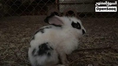للبيع أرانب تهجين هولندي حجم ضخم 3