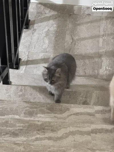 Male cat for sell 3