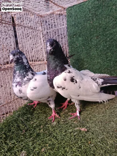 كوبيه بكستاني 2