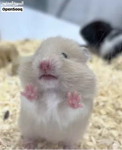 هامستر سوري انتاج بيت صحته ممتازه مايعض يحبون لعب. 3