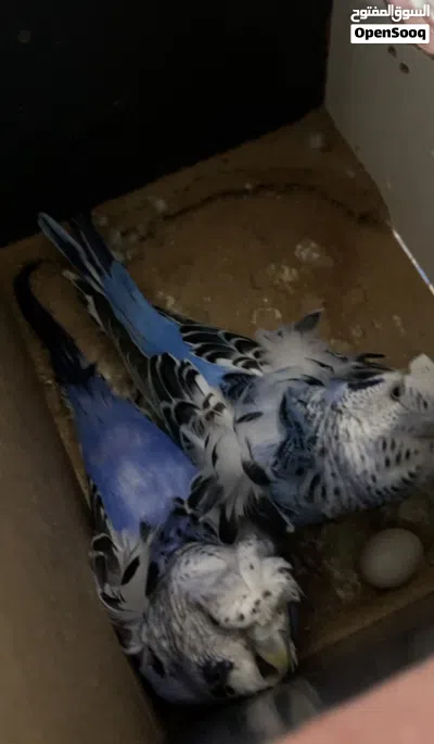 3 جواز حب هوقورومو شغالات 3