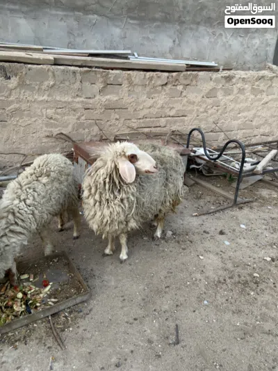 انثى ورجيني عمر سنه وشهرين علف درجى اولى تربات بيت لحم نضيف 2
