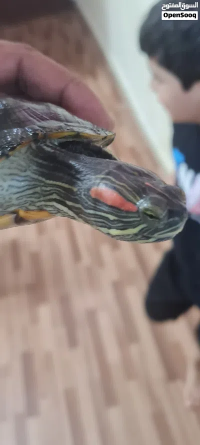 red eared turle for sale 3
