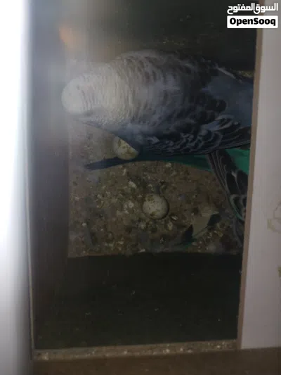 طيور حب باذجي 3