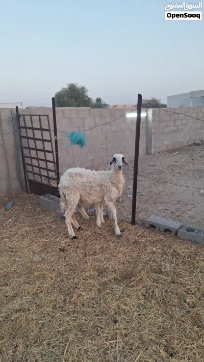 جاعده تحتها كبش للبيع 2