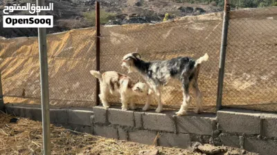 للبيع أغنام من خلال الرحوب الحلال طيب ماشاءلله 2