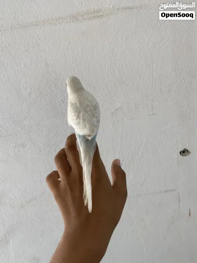 عصفور بقلينو مروض داخلي 2