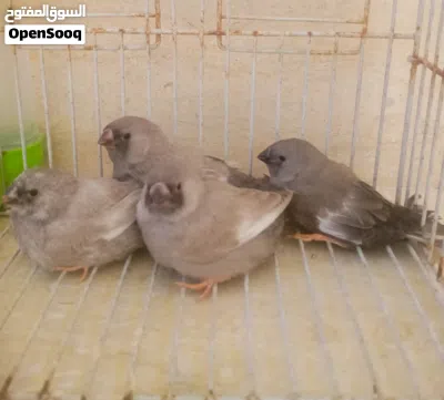 السلام عليكم الله يبارك 4طروف انتاج شاركول مكس السعر 225 المكان مصراته 2