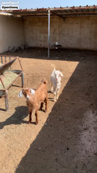 سخلات للبيع 2