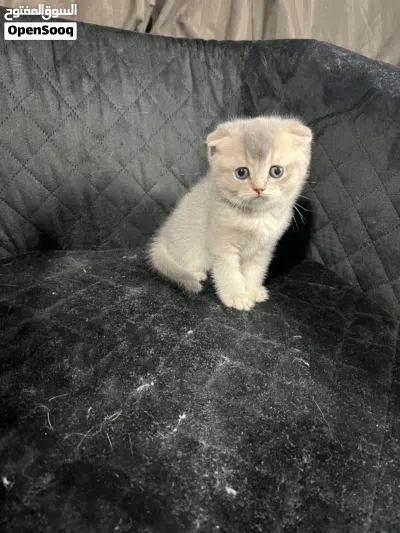 انثى سكوتش فولد جولدن بلو أقرا الوصف 2