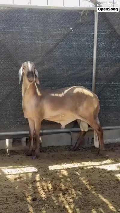 مجرد ناشر ما شاء الله حلال طيب والحق يقال والجاد يتواصل وان شاء الله ما نقصر معه 3