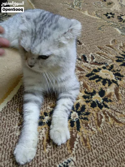 قط سكوتش أليف على كل ناس قط بيت البدل بطيور 3