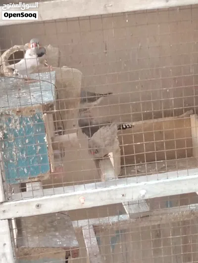 قفص طيور مع فناحس 4