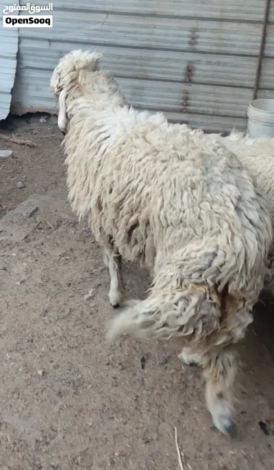 نعجه ورجينه خشنه كلش تنفع كصابة وتنفع جني 2