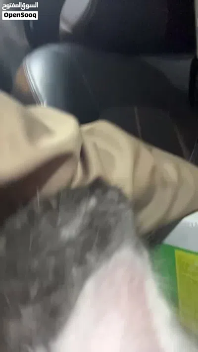 قط شيرازي للبيع 2