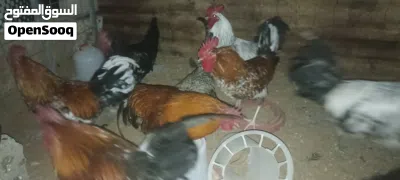 فراريج ربي يبارك عز ماتكسب ويمشوا لتكسيب 2