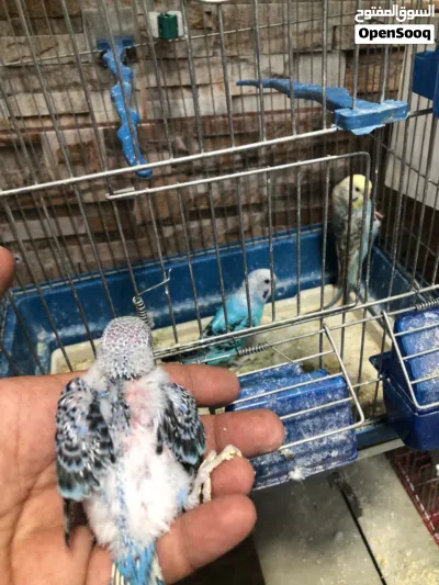جوز حب مع فرخ وقفص 16 دينار نهايتو 4