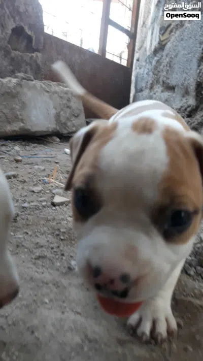 جراء بتبول نقي 3