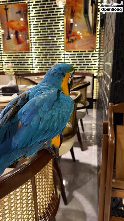 ببغاء مكاو 4