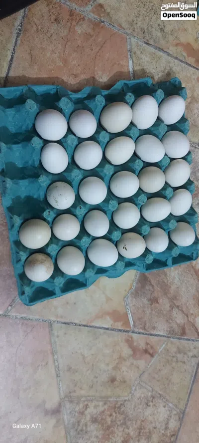 بيض دجاج ابو ركيبه 4