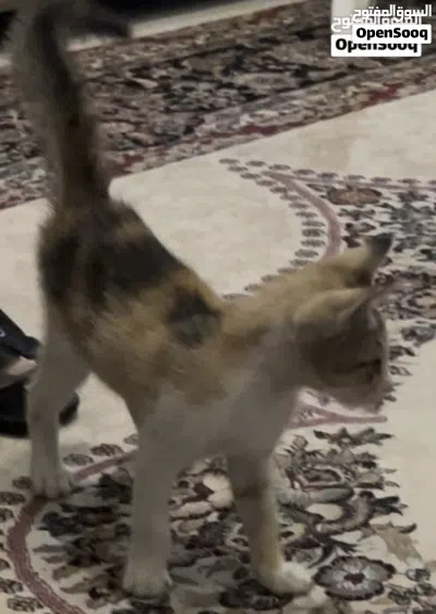 قطه صغيره للتبني 3