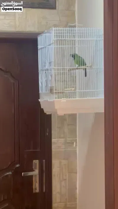 للبيع بلبل كوك الماليزي 2