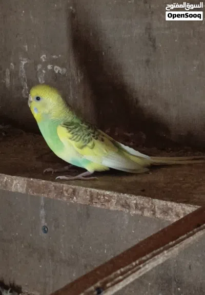 زوجين طيور الحب امايات الون حلوه بزارات 4