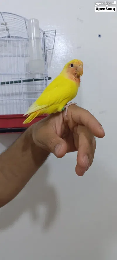 روز رد فيس مروض 3