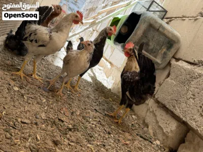 دجاج عرب سعر التك 15 3