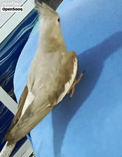كوكتيل وايت فيس 3