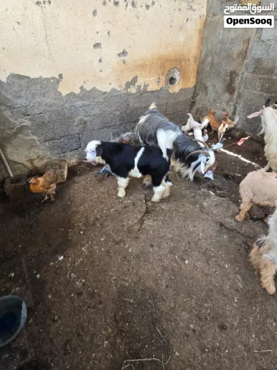أغنام للبيع 2