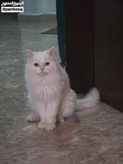 Fully vaccinated Persian Young Male 3