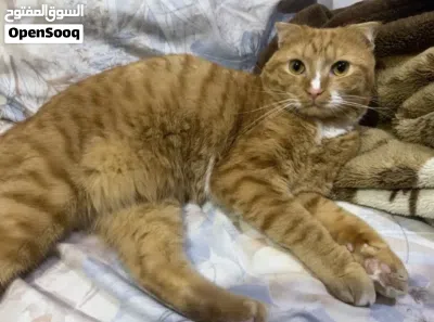 CAT FOR ADOPTION 2