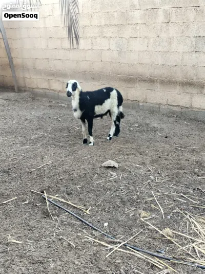 البيع كبش عماني أصل حار 2