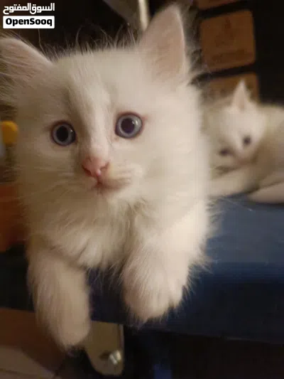 3 white beautiful kittens needing a new home 2