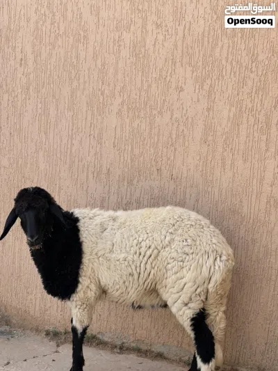 سلام عليكم بيع افطيم ربي بارك عمره 7اشهور توميه سعره 1300 3