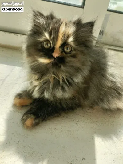 Beautiful Female Tortoiseshell Kitten – 4 Months Old 2