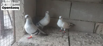 ثلاث حمامات ابواز 3