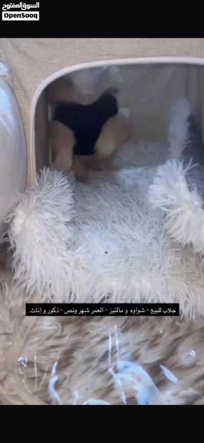 شواوه و مالتيز لعوبين حق اليهال باقي 4 حبات 4