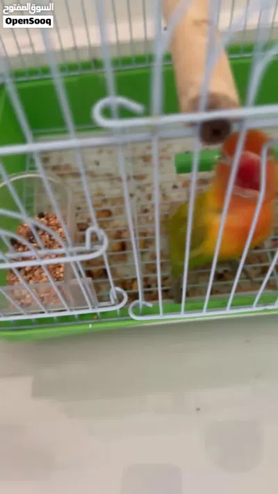 ببغاء فيشر اليف جداً للبيع 4