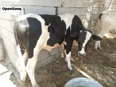 عجول عراقيه سمان شرط الصحه يفيد رباط يفيد ذبح 3
