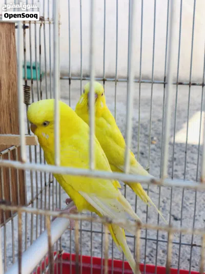 كوبيتين بقلينو كوبيه الصفره مالطيه . والتانيه صافي الجناح . 4