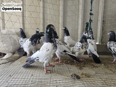 للبيع حمام باكستاني نسل 128 إقرأ الوصف بارك الله فيك 2