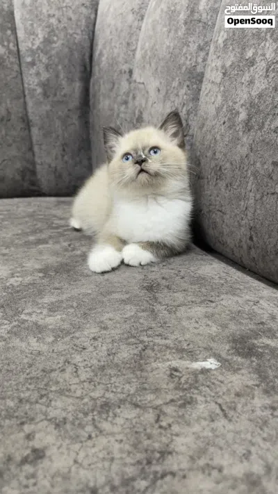 سكوتش ستريت 4