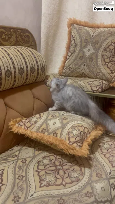قطه شيرازيه للبيع 3